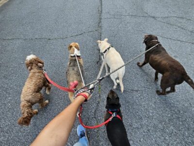 Garde de chiens, chats & chevaux – Avec amour et sérieux !