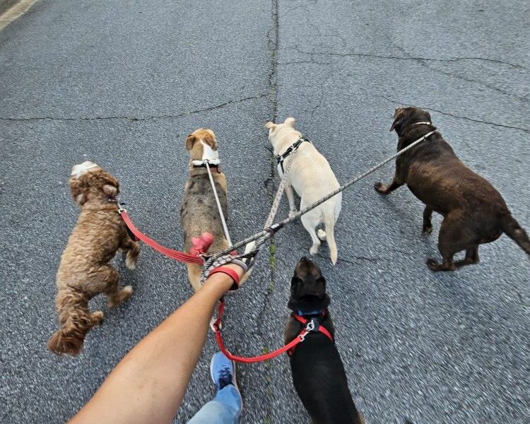 Garde de chiens, chats & chevaux – Avec amour et sérieux !