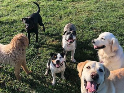 Garde de chiens, chats & chevaux – Avec amour et sérieux !