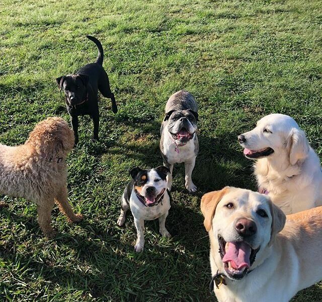 Garde de chiens, chats & chevaux – Avec amour et sérieux !